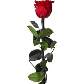 ROSE ARTIFICIELLE DÉCORATIVE SUR TIGE ROUGE ET VERTE 30 CM