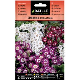 SACHET DE GRAINES DE FLEUR CINERAIRE HYBRIDE