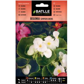 SACHET DE GRAINES DE FLEUR BEGONIA SEMPERFLORENS