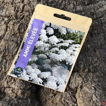 SACHET DE GRAINES D'AMMI ÉLEVÉE