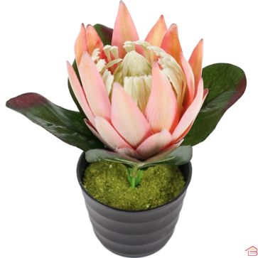 PLANTE ARTIFICIELLE PROTEA EN POT 21 CENTIMÈTRES