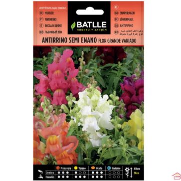 GRAINES DE MUFLIER SEMI-NAIN À GRANDES FLEURS VARIÉES