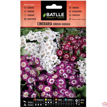 SACHET DE GRAINES DE FLEUR CINERAIRE HYBRIDE