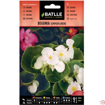 SACHET DE GRAINES DE FLEUR BEGONIA SEMPERFLORENS